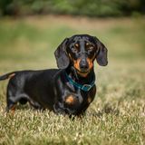 Kaiserlicher Dackelmantel  Als treuer Begleiter von Kaiser Wilhelm II. hat auch sein Dackel Erdmann gewissen Ruhm erlangt. In Kassel gibt es ein Grabdenkmal für den Hund, ein Hotspot für Dackelfans. Um den Dackelkult zu bedienen, erwarb ein Museum des Landes Hessen 2020 bei einer Auktion für 4500 Euro einen Mantel, der dem kaiserlichen Dackel gehört haben soll. Blöd nur: Mittlerweile gibt es erhebliche Zweifel an der Echtheit des Stücks, das im Kasseler Stadtmuseum ausgestellt ist (Symbolbild)