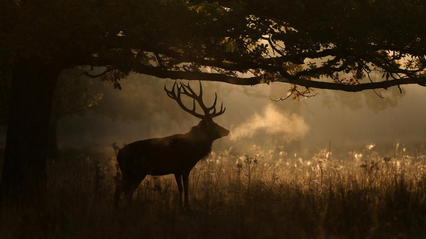 London, Großbritannien. Eine malerische Momentaufnahme: In einem Spiel aus Licht und Schatten schreitet ein majestätischer Hirsch durch den nebligen Richmond Park in London. Sein Atem ist in der kühlen Herbstluft sichtbar. Die Silhouette des Tieres und das Dämmerlicht verschmelzen zu einer kunstvollen Komposition