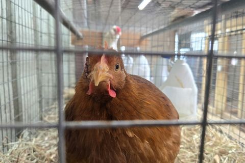 Henne in Käfig