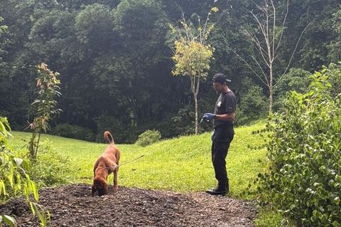 Die Ermittler entdeckten die Leichen mit Hilfe eines Spürhunds. (Archivbild) Foto: ---/OIJ Costa Rica/dpa