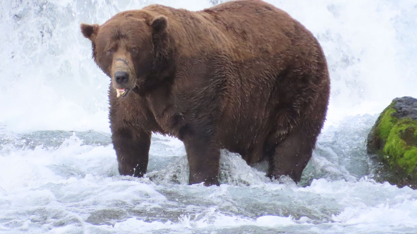 Braunbär "Chunk" beim Fischfang in Alaska