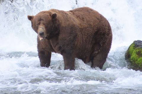 Braunbär 32 mit dem Spitznamen "Chunk" bringt es im September nach Schätzungen auf über 500 Kilogramm und hat eine auffällige Na