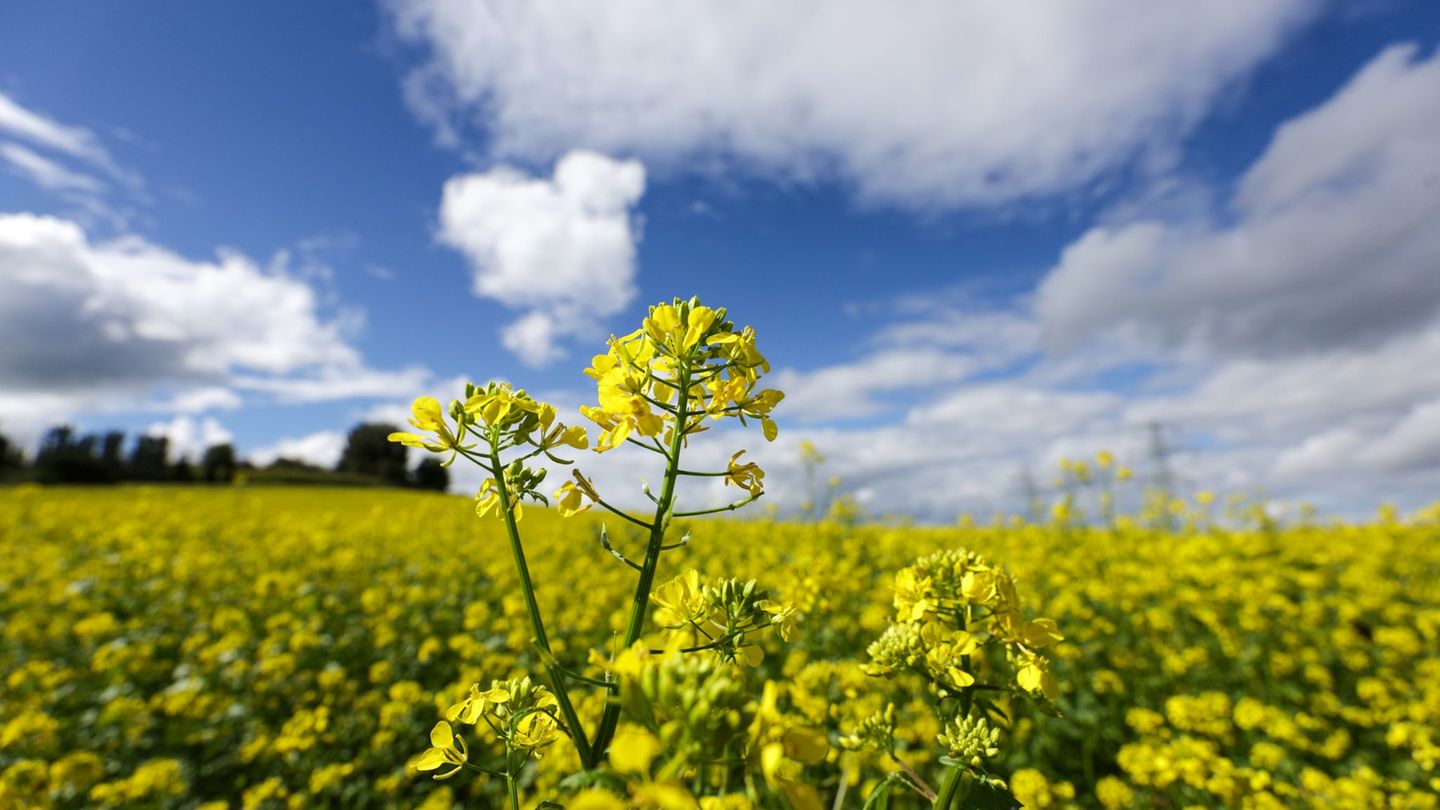 Bis zum Wochenende heißt es: Sonne tanken. (Archivbild) Foto: Thomas Warnack/dpa