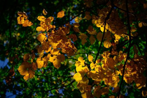 In den nächsten Tagen erwarten Rheinland-Pfalz und das Saarland ruhiges Herbstwetter mit viel Sonnenschein. (Symbolbild) Foto: P