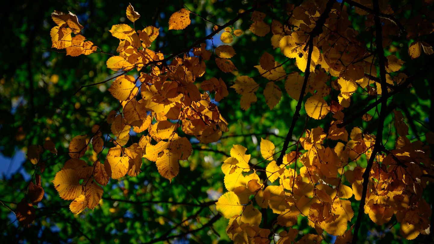 In den nächsten Tagen erwarten Rheinland-Pfalz und das Saarland ruhiges Herbstwetter mit viel Sonnenschein. (Symbolbild) Foto: P