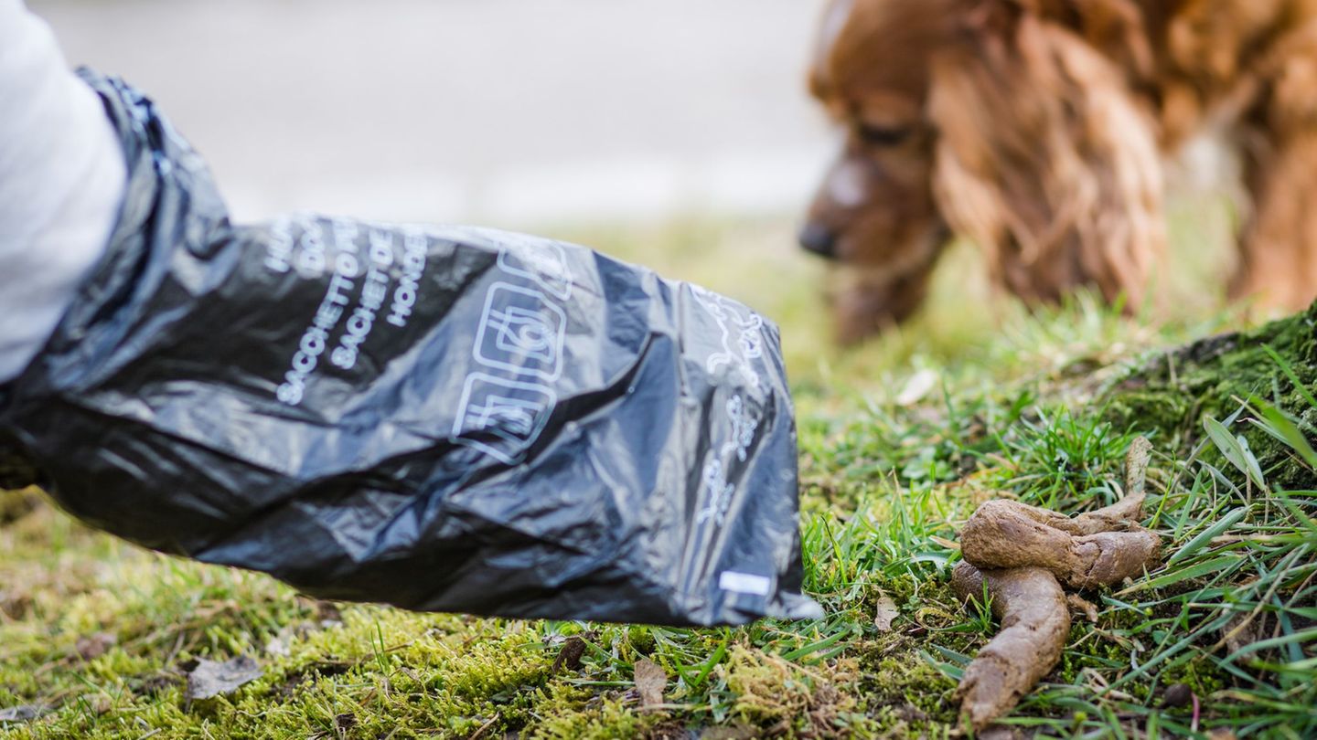 Wer den Haufen seines Hundes nicht entsorgt, muss in Frankfurt jetzt deutlich mehr bezahlen. (Symbolbild) Foto: Christoph Schmid