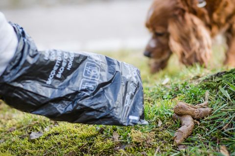 Wer den Haufen seines Hundes nicht entsorgt, muss in Frankfurt jetzt deutlich mehr bezahlen. (Symbolbild) Foto: Christoph Schmid