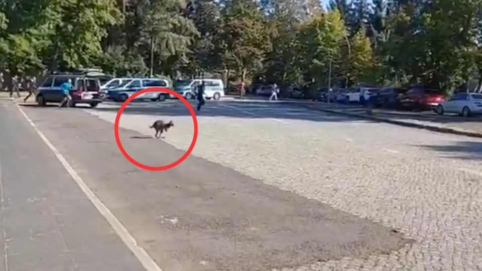 Ausgebüxtes Känguru in Berlin