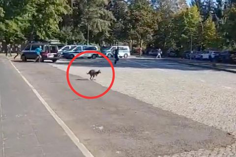Ausgebüxtes Känguru in Berlin