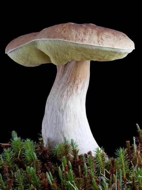Fichten-Steinpilz vor schwarzem Hintergrund