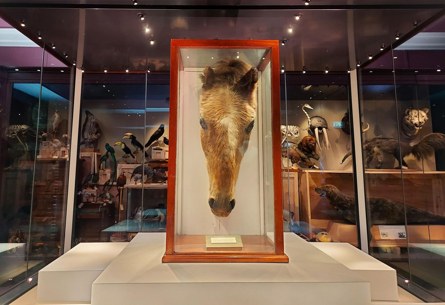 Ausgestopfter Kopf des angeblich ältesten Pferdes der Welt in einer Vitrine
