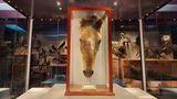 Ausgestopfter Kopf des angeblich ältesten Pferdes der Welt in einer Vitrine