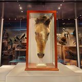 Ausgestopfter Kopf des angeblich ältesten Pferdes der Welt in einer Vitrine