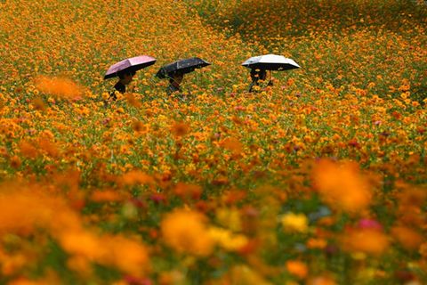 Herbstliches Blumenmeer
