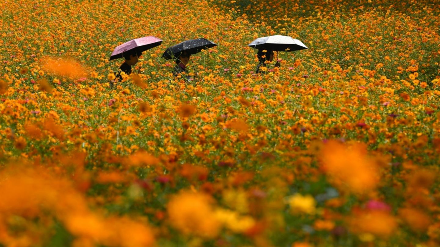 Herbstliches Blumenmeer
