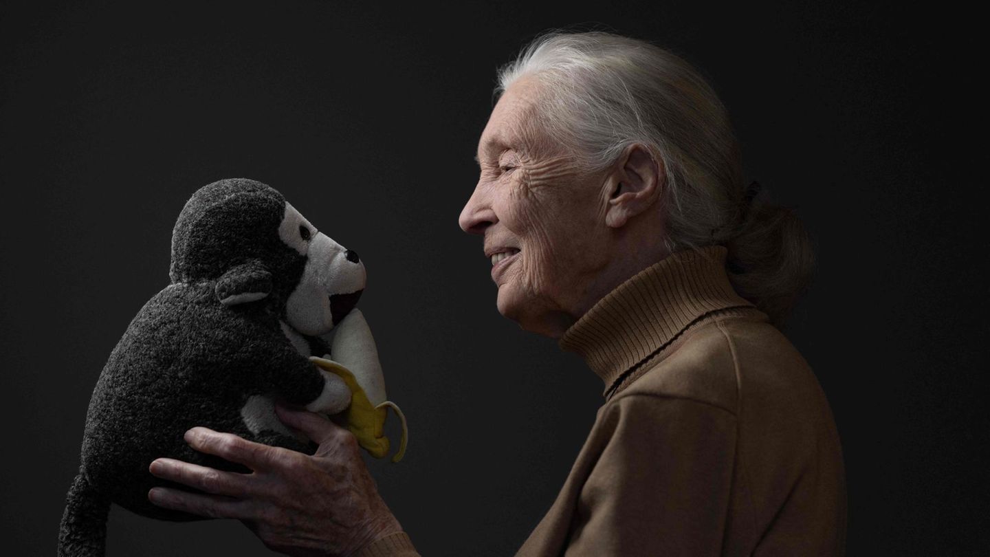 Nachruf: Furchtlos für Schimpansen: Das Lebenswerk von Jane Goodall