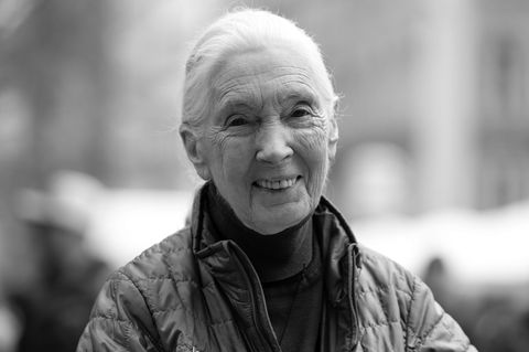 Die britische Schimpansen-Forscherin und Umwelt-Aktivistin Jane Goodall ist tot. Foto: Sven Hoppe/dpa