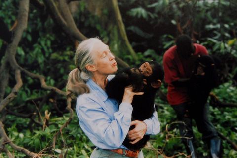 Jane Goodall