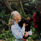 Jane Goodall