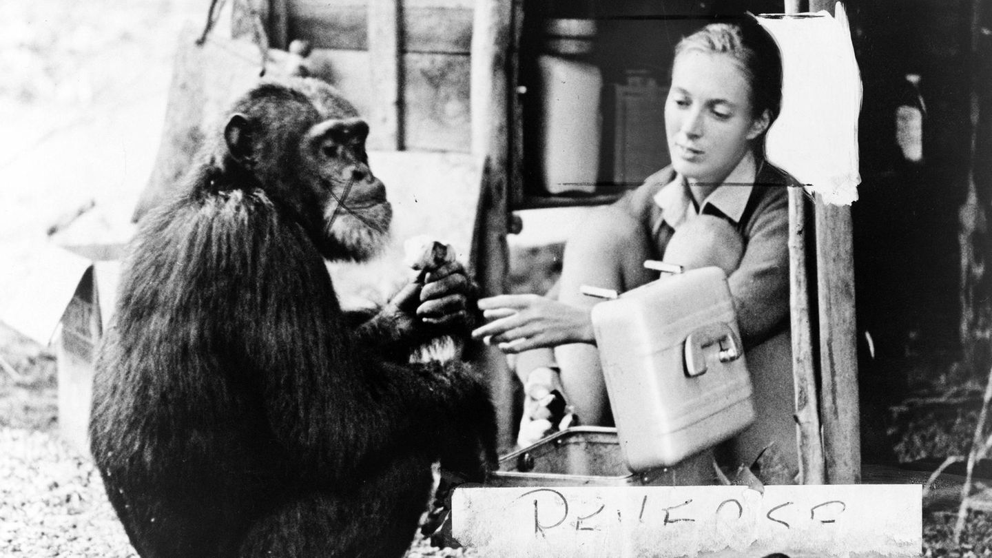 Jane Goodall mit einem Schimpansen