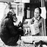Jane Goodall mit einem Schimpansen