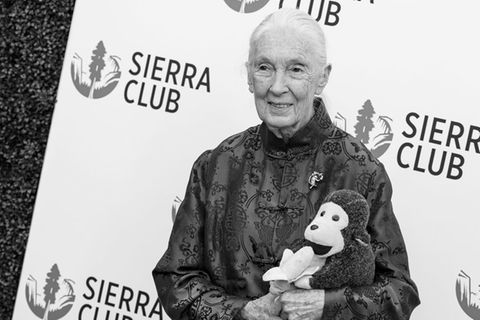 Dr. Jane Goodall, hier im April 2025, ist gestorben.