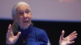 Jane Goodall