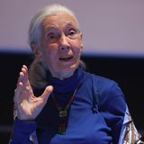 Jane Goodall