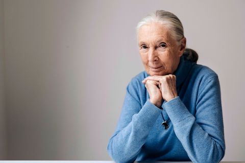 Die berühmte Schimpansenforscherin Jane Goodall ist im Alter von 91 Jahren gestorben. (Archivbild) Foto: Victoria Will/Invision/