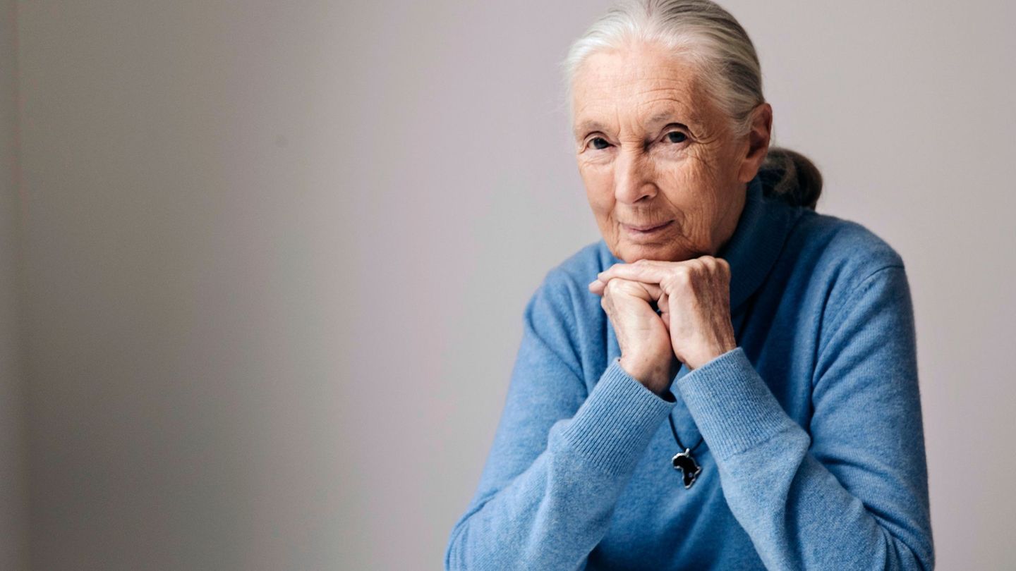 Die berühmte Schimpansenforscherin Jane Goodall ist im Alter von 91 Jahren gestorben. (Archivbild) Foto: Victoria Will/Invision/