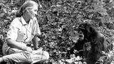 Jane Goodall mit einem Affen