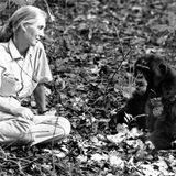 Jane Goodall mit einem Affen