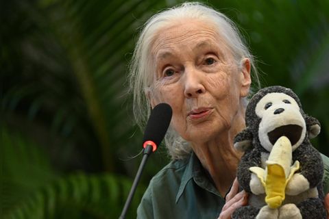 Die berühmte Verhaltensforscherin Jane Goodall wurde 91 Jahre alt.