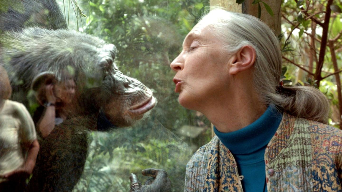 Jane Goodall bei der Erforschung von Schimpansen