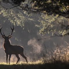 Rotwild gilt als sehr sensible und störungsempfindliche Wildart. Foto: Boris Roessler/dpa