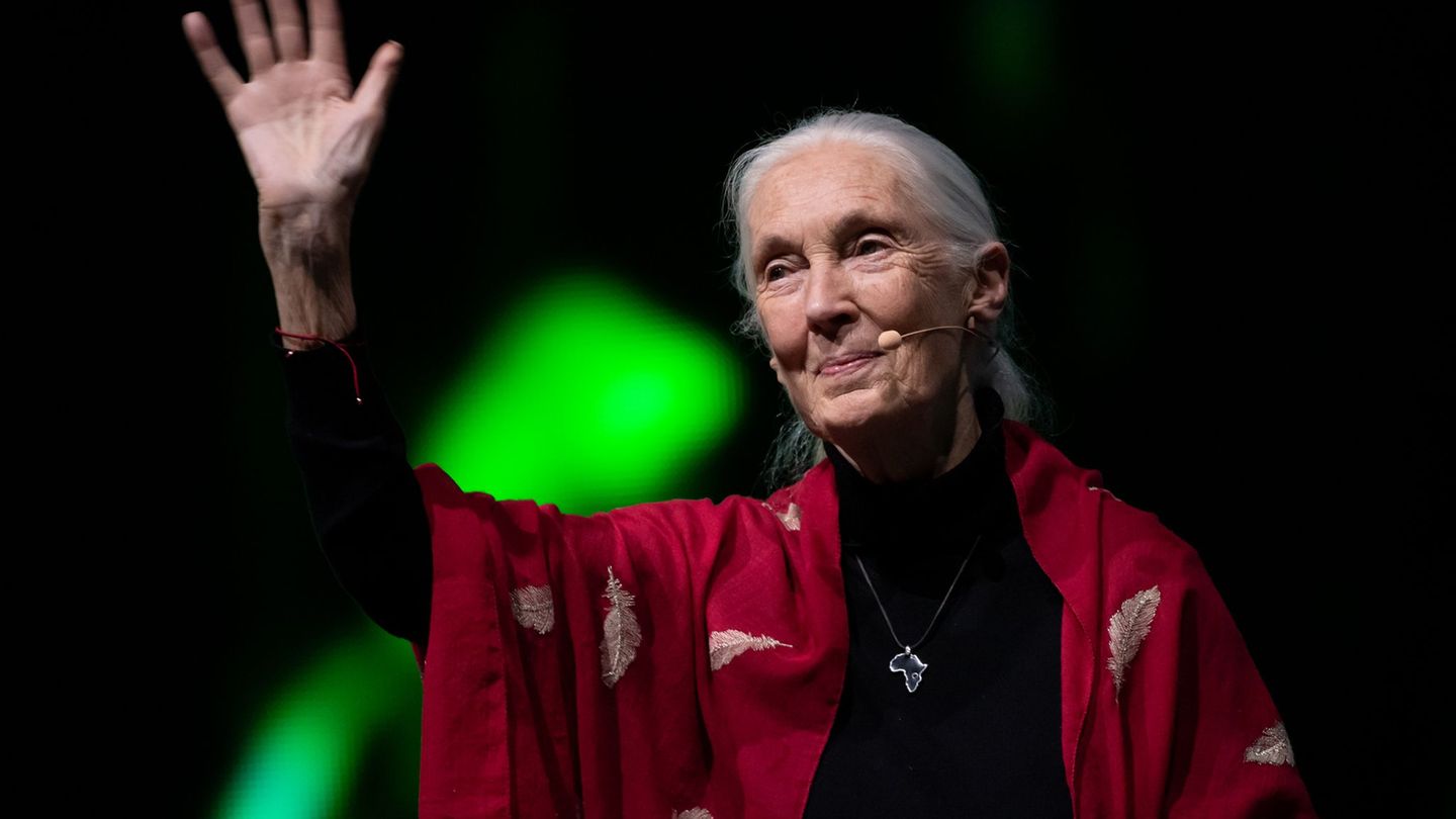 Der Tod der berühmten Schimpansenforscherin Jane Goodall hat weltweit Trauer ausgelöst. (Archivbild) Foto: Sven Hoppe/dpa