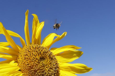 Die Sonne soll heute viel scheinen. (Archivbild) Foto: Thomas Warnack/dpa