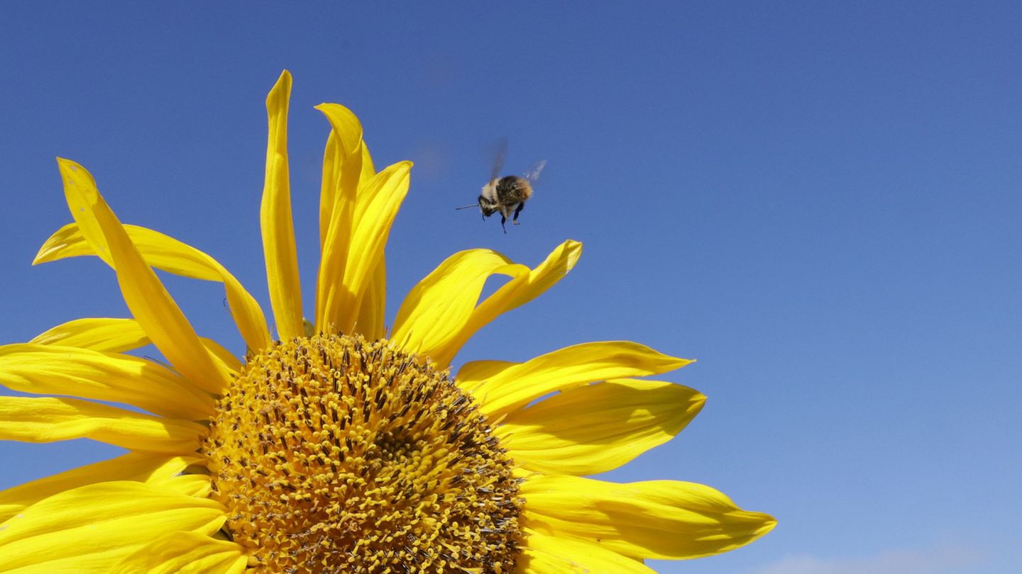 Die Sonne soll heute viel scheinen. (Archivbild) Foto: Thomas Warnack/dpa