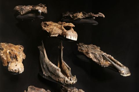 Die Wissenschaftler entdeckten die genetischen Überreste in Fossilien von mindestens 20 erlegten Pferden in Schöningen. Foto: Vo