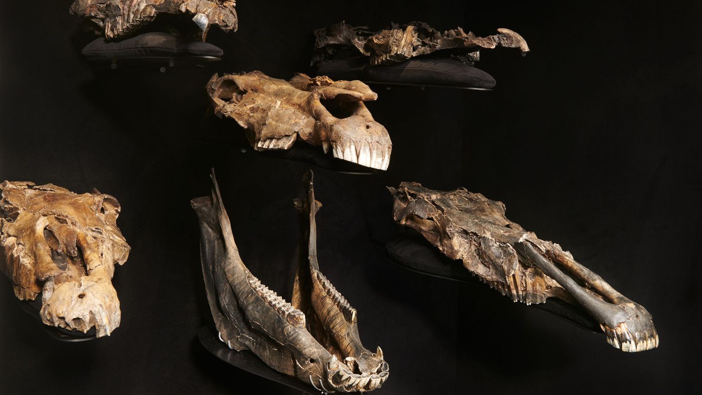 Die Wissenschaftler entdeckten die genetischen Überreste in Fossilien von mindestens 20 erlegten Pferden in Schöningen. Foto: Vo