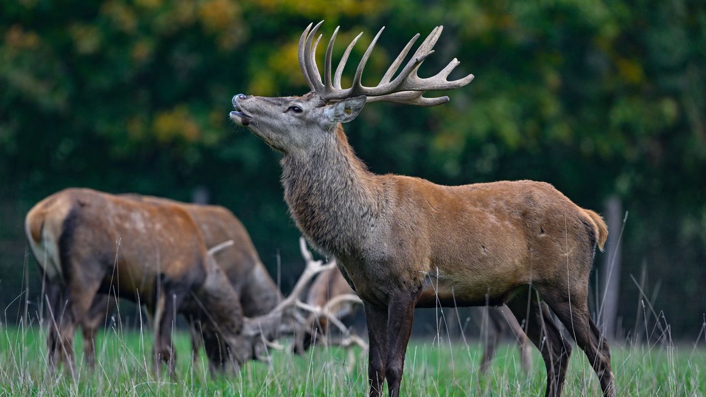 Der Hirsch buhlt um die Gunst der Weibchen. (Archivbild) Foto: Patrick Pleul/dpa