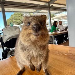 Quokkas gelten wegen ihres "Lächelns" als die glücklichsten Tiere der Welt