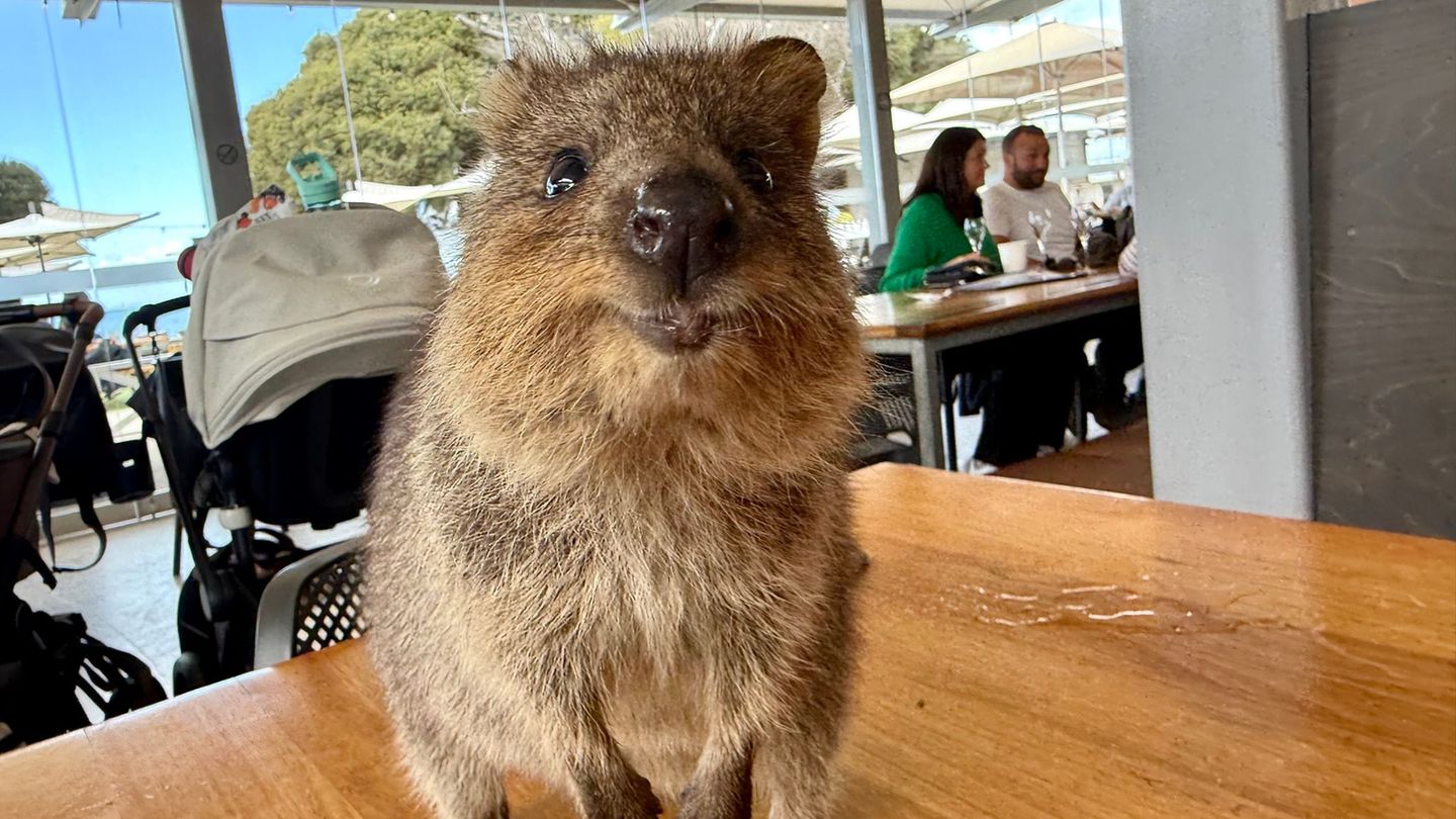 Quokkas gelten wegen ihres "Lächelns" als die glücklichsten Tiere der Welt