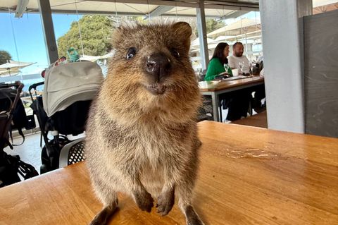 Quokkas gelten wegen ihres "Lächelns" als die glücklichsten Tiere der Welt