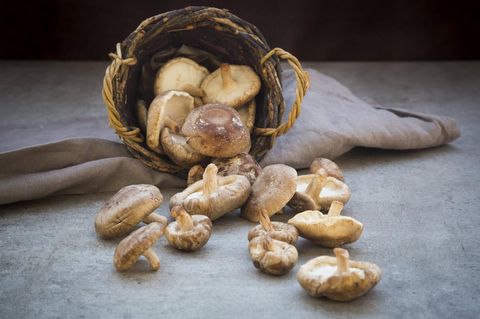 Pilze sind köstlich – man sollte aber die essbaren Exemplare erkennen können