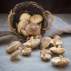 Pilze sind köstlich – man sollte aber die essbaren Exemplare erkennen können