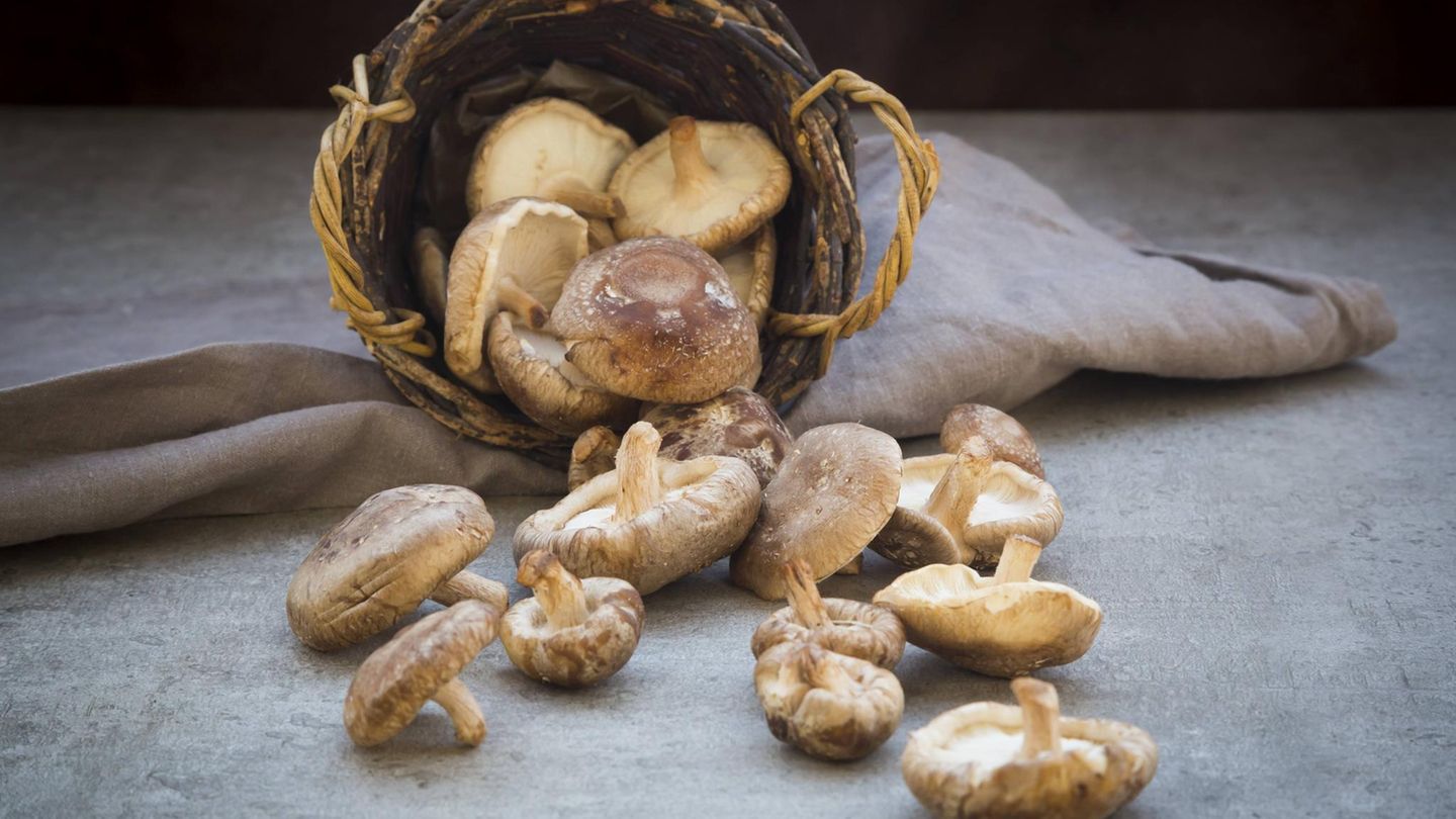 Pilze sind köstlich – man sollte aber die essbaren Exemplare erkennen können