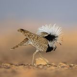 Asiatische Kragentrappe: Balzparade