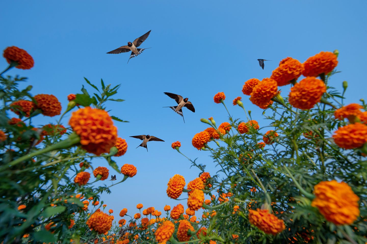 Das weiche Bett der Blumenwiese unter dem Körper spüren, das Summen und Brummen von Insekten im Ohr hören und mit einem würzigen Duft in der Nase durch die leuchtenden Blüten hindurch in den blauen Himmel blicken, in dem Schwalben kreisen: Baiju Patils Aufnahme lässt den Betrachter unwillkürlich in diesem Moment versinken. Die Ringelblume Calendula, die hier auf einem Feld in der Nähe des Dorfes Hiware Bazar wächst, wird in Indien nicht nur als heilige Blume verehrt und zur Dekoration hinduistischer Gottheiten genutzt, sondern auch wegen ihrer heilenden Kräfte in der traditionellen Medizin geschätzt. Als Baiju Paril Schwalbenschwärme über den kräftig leuchtenden Blumen nach Futter suchen sah, platzierte er seine Kamera im Feld und drückte mittels Fernbedienung tausendfach ab