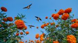 Das weiche Bett der Blumenwiese unter dem Körper spüren, das Summen und Brummen von Insekten im Ohr hören und mit einem würzigen Duft in der Nase durch die leuchtenden Blüten hindurch in den blauen Himmel blicken, in dem Schwalben kreisen: Baiju Patils Aufnahme lässt den Betrachter unwillkürlich in diesem Moment versinken. Die Ringelblume Calendula, die hier auf einem Feld in der Nähe des Dorfes Hiware Bazar wächst, wird in Indien nicht nur als heilige Blume verehrt und zur Dekoration hinduistischer Gottheiten genutzt, sondern auch wegen ihrer heilenden Kräfte in der traditionellen Medizin geschätzt. Als Baiju Paril Schwalbenschwärme über den kräftig leuchtenden Blumen nach Futter suchen sah, platzierte er seine Kamera im Feld und drückte mittels Fernbedienung tausendfach ab